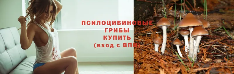 Псилоцибиновые грибы Psilocybe  Дно 